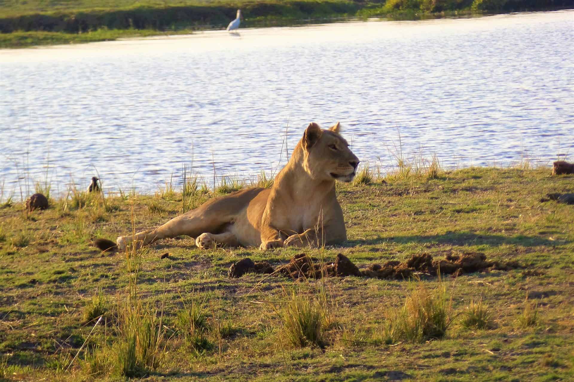 chobe-national-park-2-1