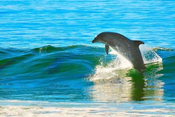 dolphin-1679468_1920-600×400-1
