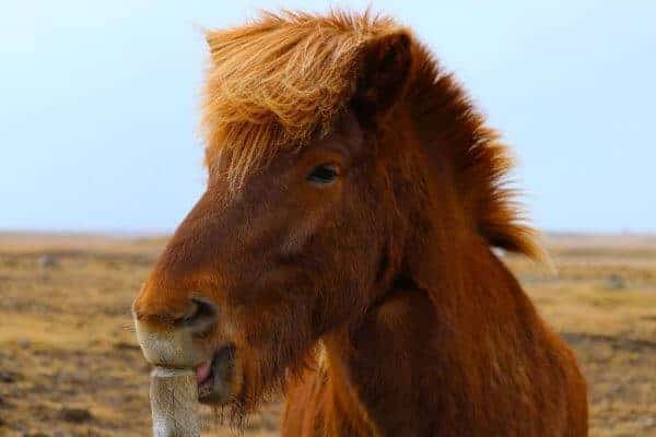 horse-3006646_1920-600×400-1