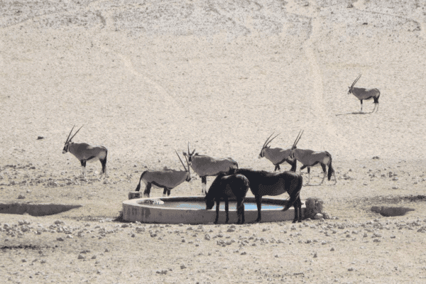 horses-600×400-1