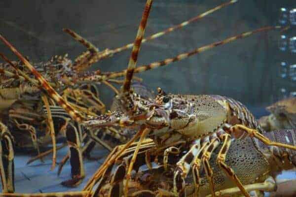 lobster-1802731_1920-600×400-1