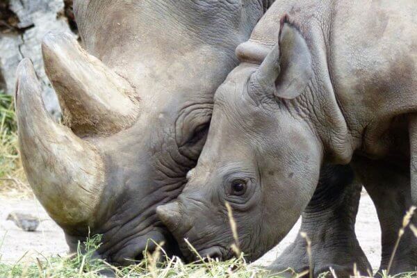 rhino-2439820_1920-600×400-1