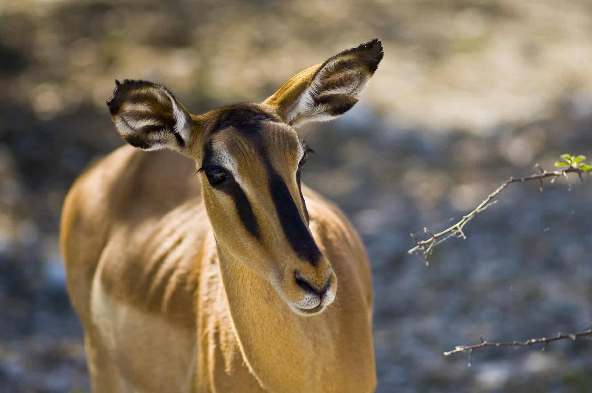 rsz_black_faced_impala_arebbusch_travel_lodge-1