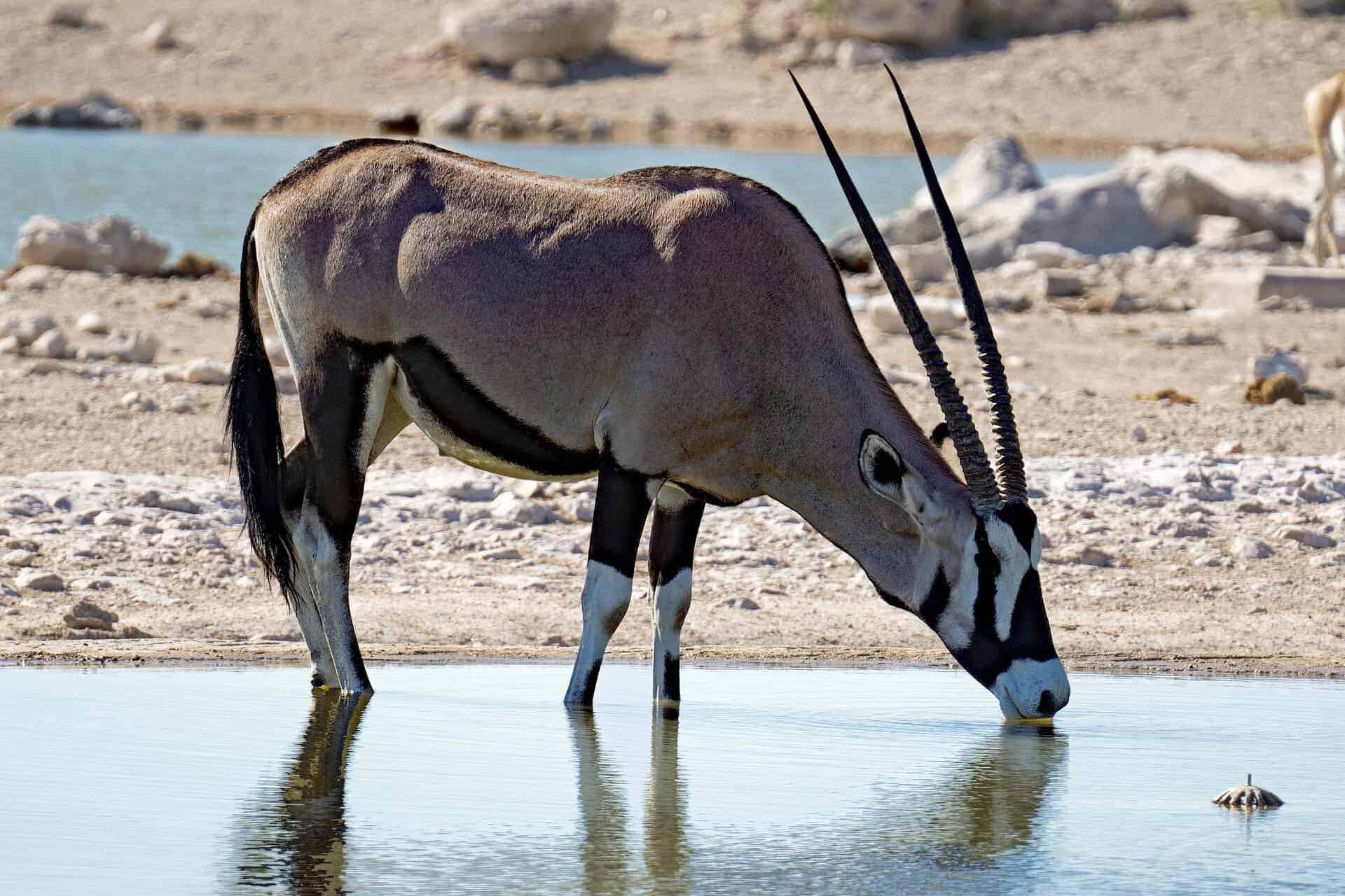 rsz_oryx-antilope-5024496_1-1