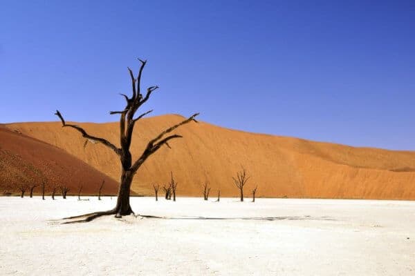 tree-64311_1920-600×400-1